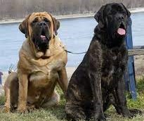 Two English Mastiffs