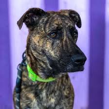 Pit Bull-German Shepherd Mix