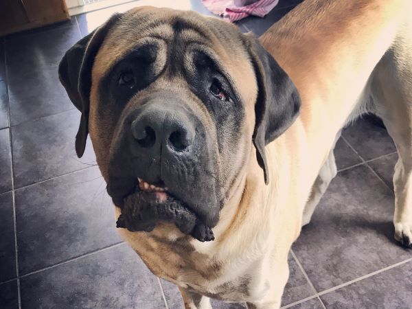 Samson - Male - 4 years old