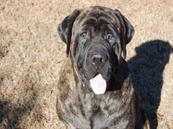 Chuck - Male - 2 years old