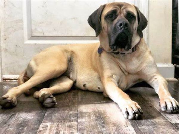 Matilda - Female - 6 years old