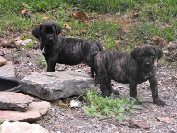 Bruce & Robin - Males - 8 weeks old