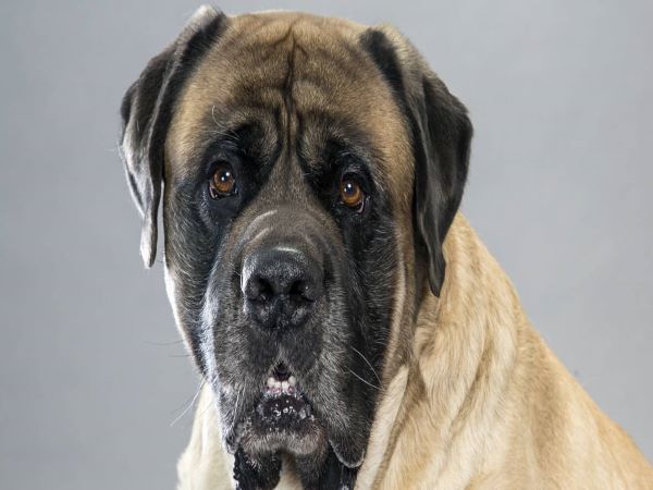 Manny - Male - 8 years old