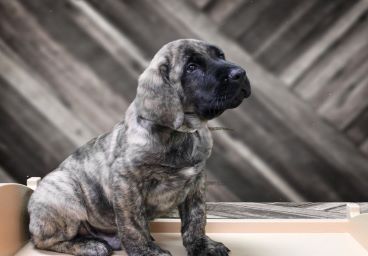 Mastiff Puppy