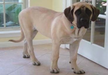Adolesent Mastiff