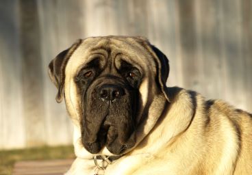 English Mastiff