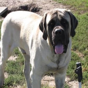Adult Mastiff