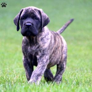 Mastiff Puppy