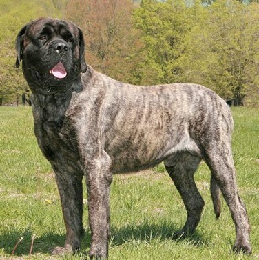 Adult Mastiff