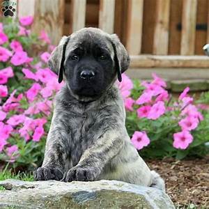 Mastiff Puppy