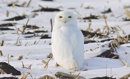 white owl