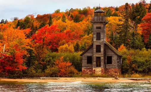 fall trees fall trees