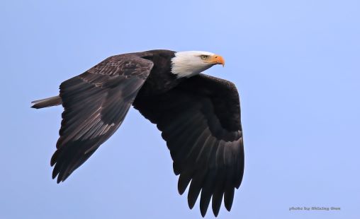 eagle eagle