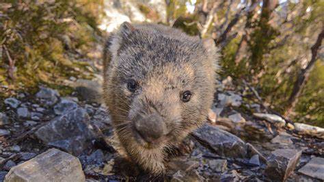 Wombat